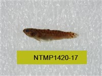 藏品(泰加拉鯔鰕虎魚)的圖片